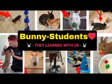 Bunny Training - Teach your Bunny to do AMAZING tricks 😍🐰