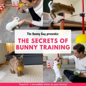 The cover of the bunny training lesson