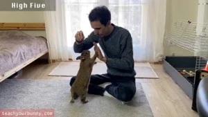 bunny_tricks1