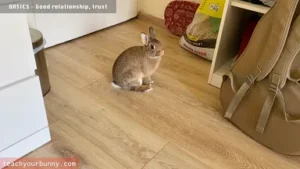 bunny_tricks12