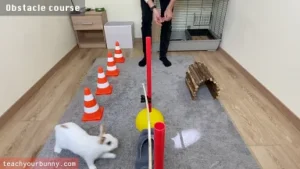 bunny_tricks13