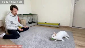 bunny_tricks16
