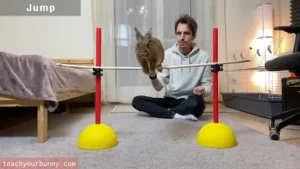 bunny_tricks19