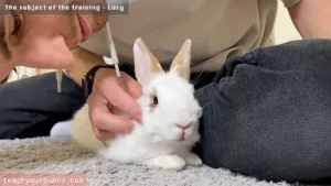 bunny_tricks2