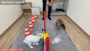 bunny_tricks3