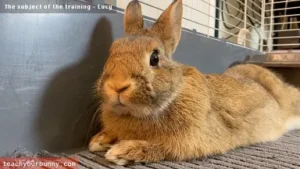 bunny_tricks4