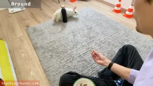 bunny_tricks6