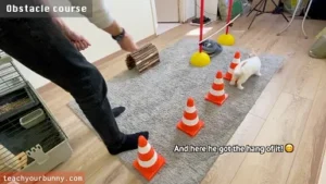 bunny_tricks7