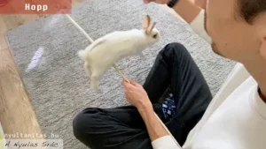 bunny_tricks8