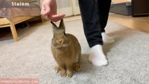 bunny_tricks9