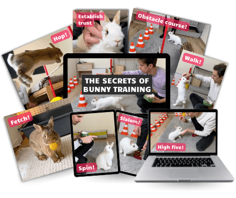 Bunny Training Collage